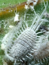 mealybug